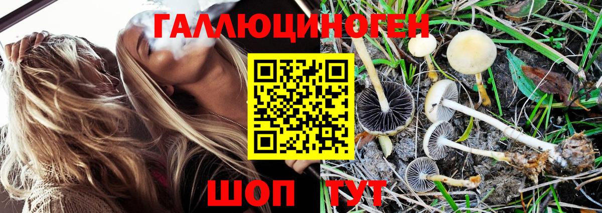 Псилоцибиновые грибы Psilocybine cubensis  Гудермес 